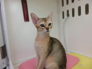 ブリティッシュショートヘアーalt=