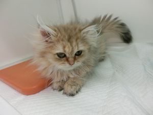 ブリティッシュショートヘアーalt=