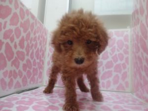 ブリティッシュショートヘアーalt=
