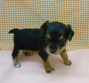 ミックス犬(ミニチュアダックス×ヨークシャテリア)