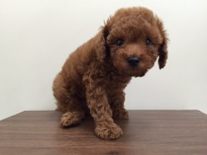 マンチカン　足長alt=
