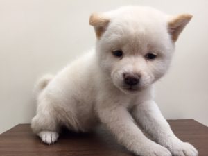 マンチカン　足長alt=