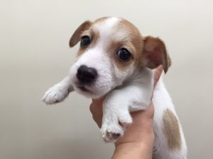 マンチカン　足長alt=