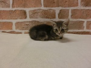 マンチカン　足長alt=