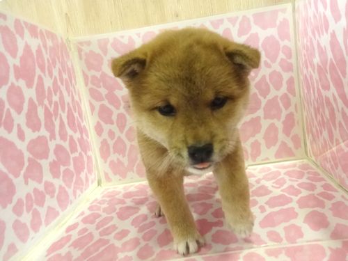 柴犬