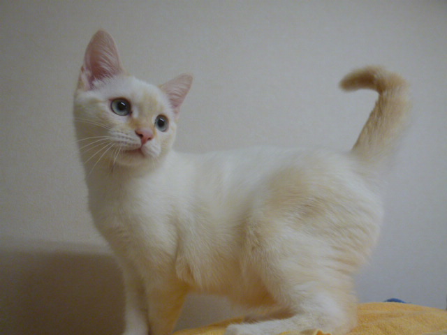 マンチカン(足長)