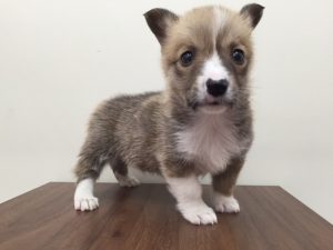ベンガル　最高峰のカラーですalt=