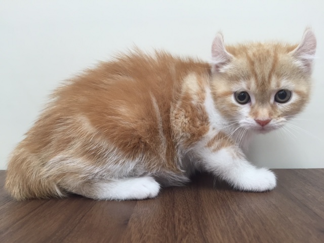 飼い主様お写真