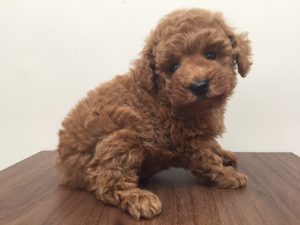 ベンガル　最高峰のカラーですalt=