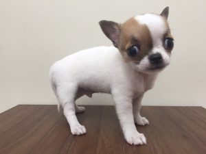 ベンガル　最高峰のカラーですalt=