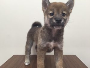 ベンガル　最高峰のカラーですalt=