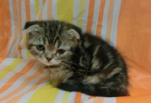 ベンガル　最高峰のカラーですalt=