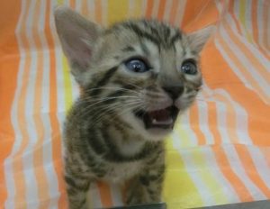 ベンガル　最高峰のカラーですalt=