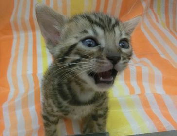 ベンガル　最高峰のカラーです