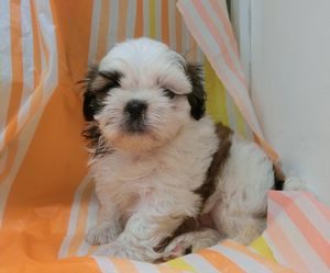 柴犬alt=