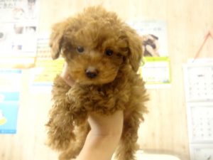 柴犬alt=