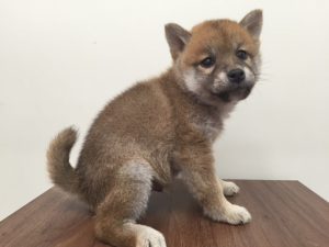 ベンガル　最高峰のカラーですalt=