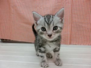 ブリティッシュショートヘアーalt=
