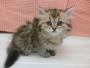 ブリティッシュショートヘアーalt=