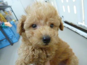 ブリティッシュショートヘアーalt=