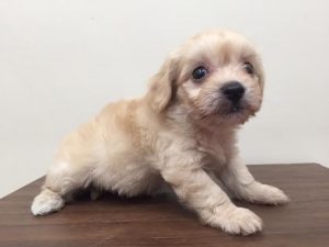ブリティッシュショートヘアーalt=