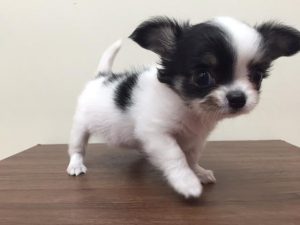ブリティッシュショートヘアーalt=