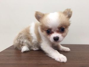 ブリティッシュショートヘアーalt=