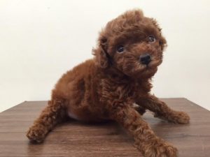 ブリティッシュショートヘアーalt=