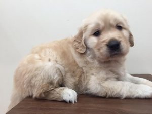 ブリティッシュショートヘアーalt=