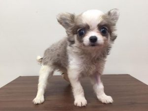 ブリティッシュショートヘアーalt=
