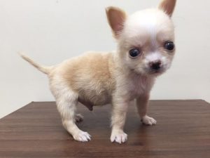 ブリティッシュショートヘアーalt=