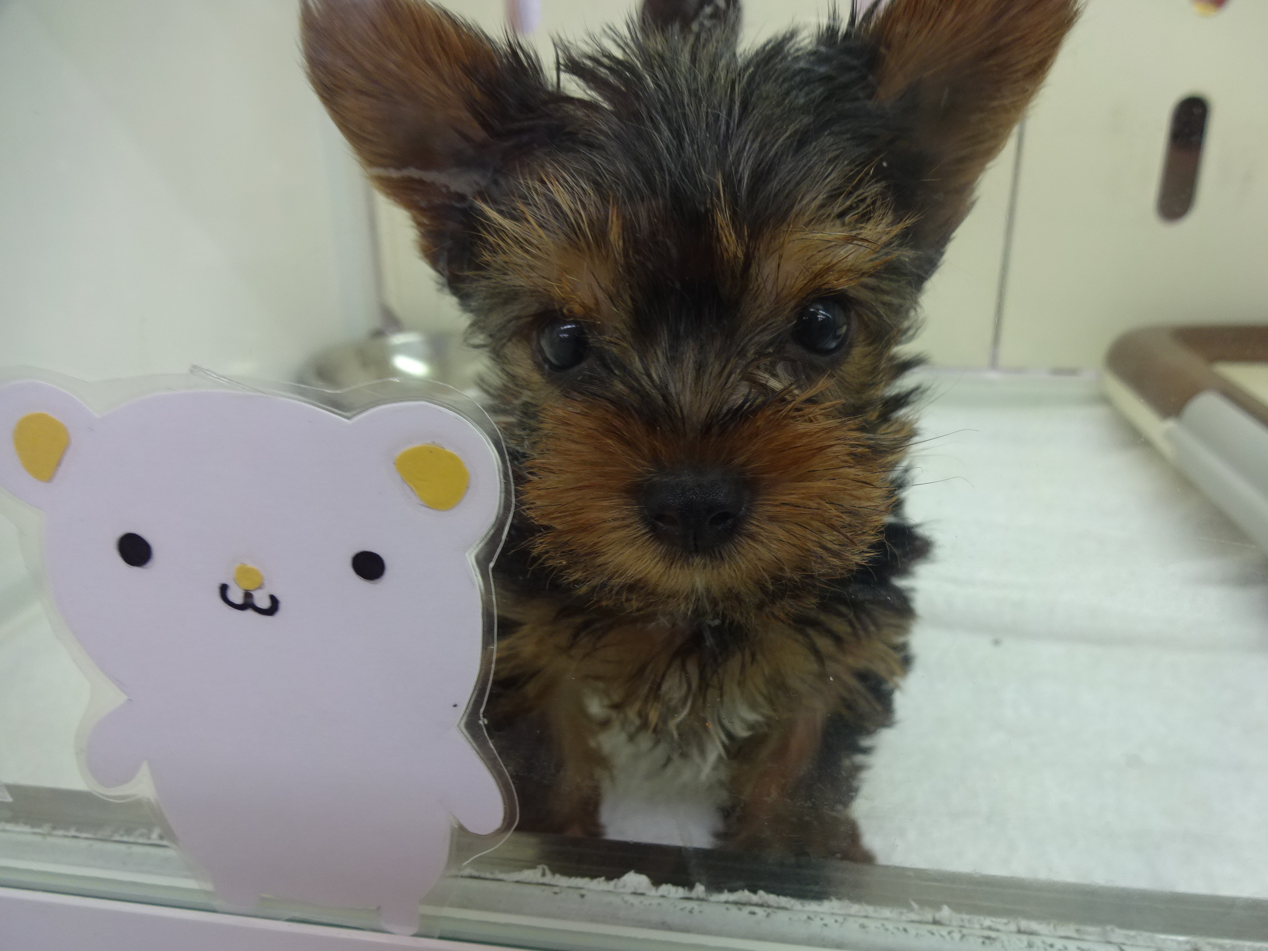 飼い主様お写真