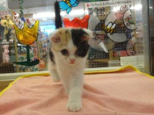 ミニチュアシュナウザーalt=