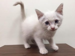 アメリカンショートヘアーalt=