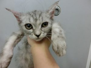 ノルウェージャンフォレストキャットalt=