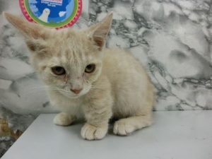 ノルウェージャンフォレストキャットalt=