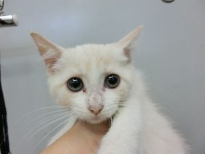ノルウェージャンフォレストキャットalt=
