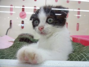 マンチカン 短足alt=