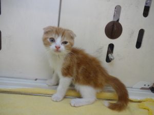 ノルウェージャンフォレストキャットalt=
