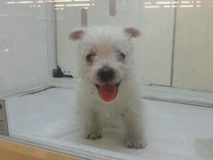 マンチカン 短足alt=