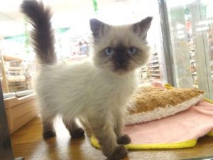 ノルウェージャンフォレストキャットalt=