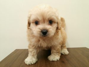 マンチカン 短足alt=