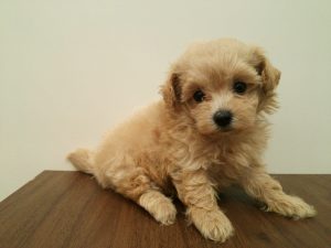 マンチカン 短足alt=