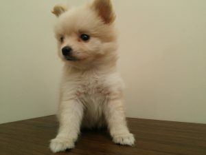 マンチカン 短足alt=