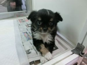 柴犬alt=