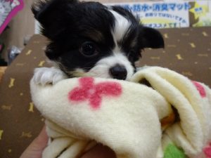 キャバリアキングチャールズスパニエルalt=