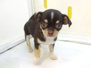 柴犬alt=