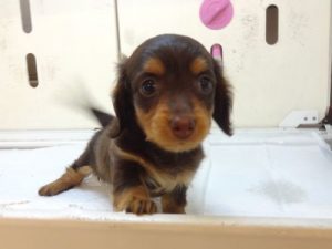 柴犬alt=
