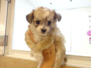 柴犬alt=