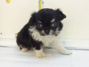 柴犬alt=